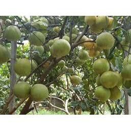 Sản phẩm Cây giống BƯỞI ĐỎ TÂN LẠC - CHUẨN GIỐNG F1 + Tặng  phân hữu cơ cao cấp