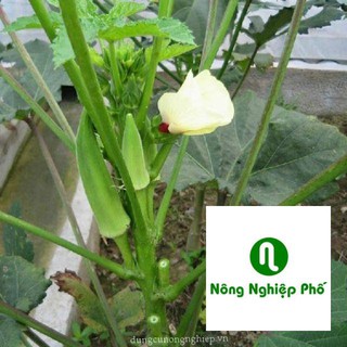 40 hạt giống đậu bắp xanh PHUNONG