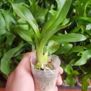 VŨ NỮ HOÀNG HẬU CÂY GIỐNG