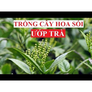 Cây hoa sói dùng để ướp trà