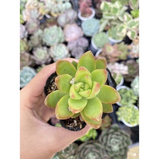 Sen đá xanh ngọc size bầu 5cm hư 1 đổi 1