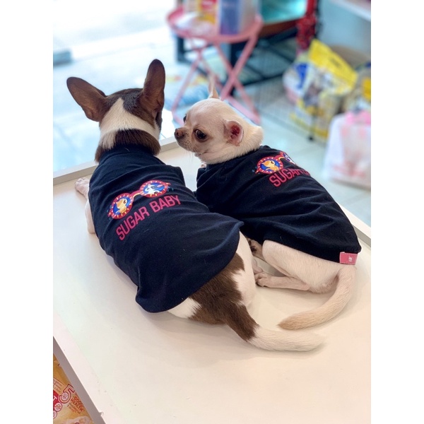 [Mẫu Thiết Kế] Áo Thú Cưng Chó Mèo In Hình Sugar Baby - Xiuxiu Giang