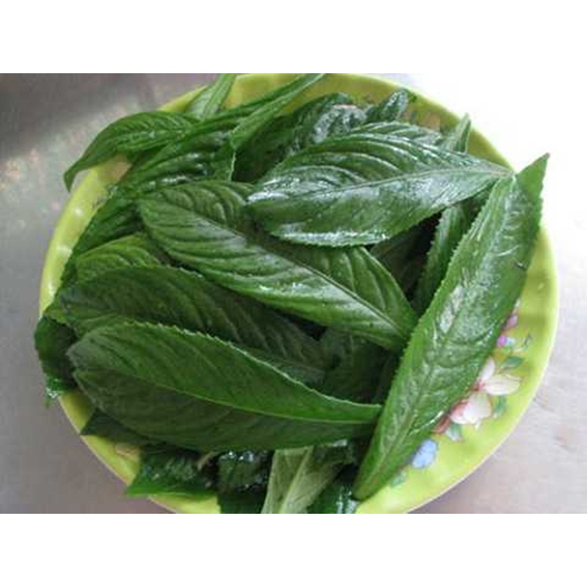 HẠT GIỐNG XƯƠNG SÔNG - Hàng công ty, nảy mầm tốt- Tặng gói bón lá