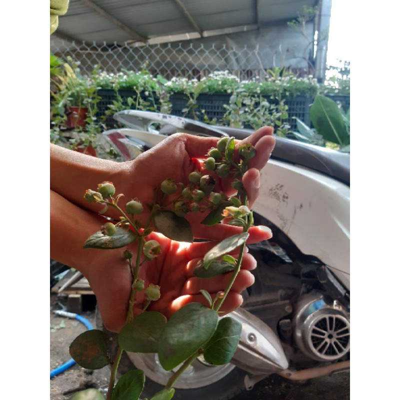 Việt quất tứ quý cây đang trái