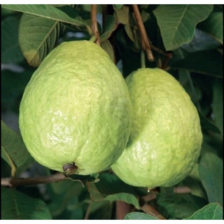 Ổi Lê - Ổi Quê