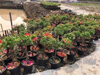 CÂY HOA GIẤY NGŨ SẮC ( thoát thân 40-50cm )