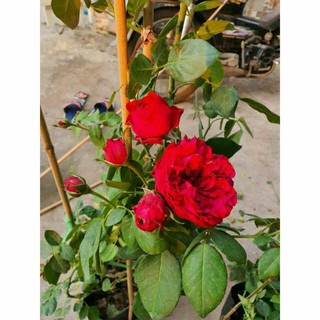 hồng ngoại Red Eden