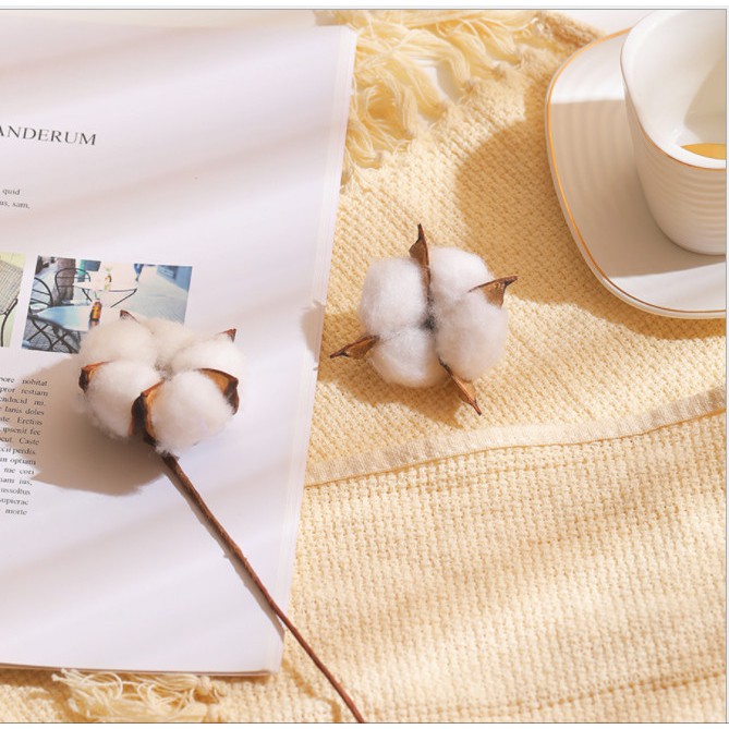 BÔNG GÒN KHÔ phụ kiện trang trí chụp ảnh sản phẩm. Cành bông coton cắm lọ decor