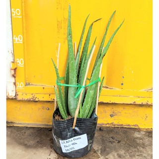 CÂY NHA Đam giống thái(cnđgt)