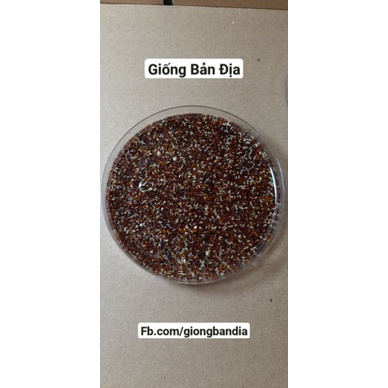 Hạt cải mèo xanh không lông 50 gram nảy mầm 98%