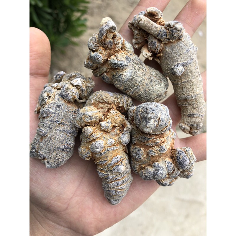 Củ tam thất bắc loại to ( 5 củ 100g )