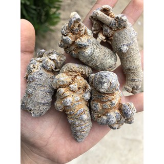Củ tam thất bắc loại to ( 5 củ 100g )