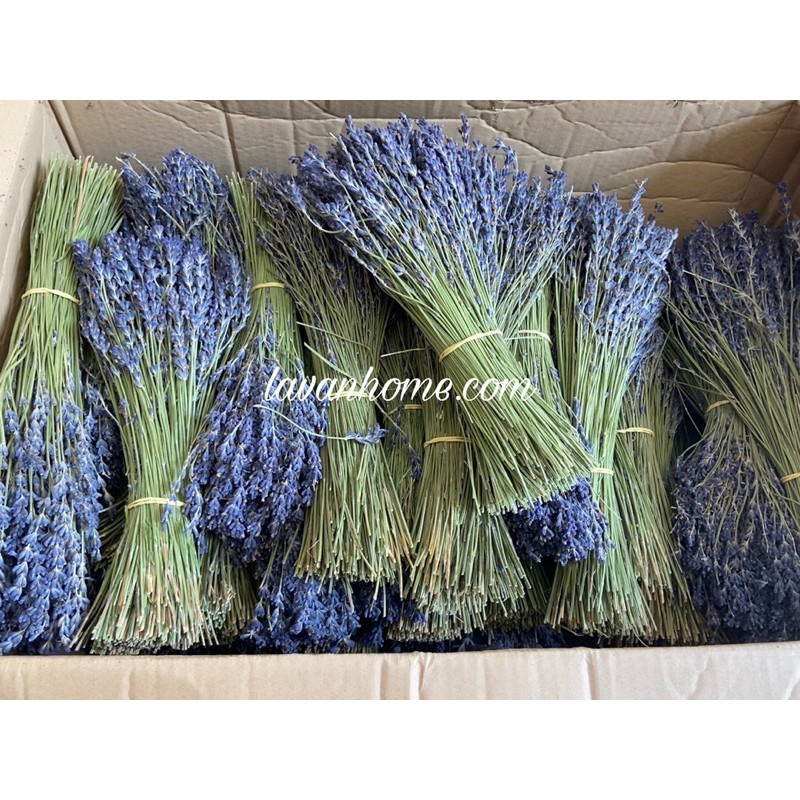 Hoa khô lavender  Pháp - Cam kết hoa đúng chất lượng