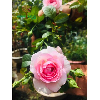 Cây hoa hồng Mon Coeur