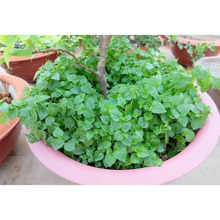 Hạt giống rau Càng Cua