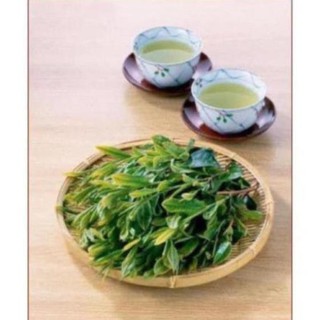 Gốc Chè cổ Bonsai 15-25 năm [Siêu sạch]
