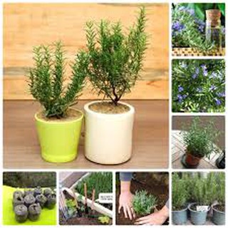 (100 Hạt ) Hạt giống hương thảo đuổi muỗi