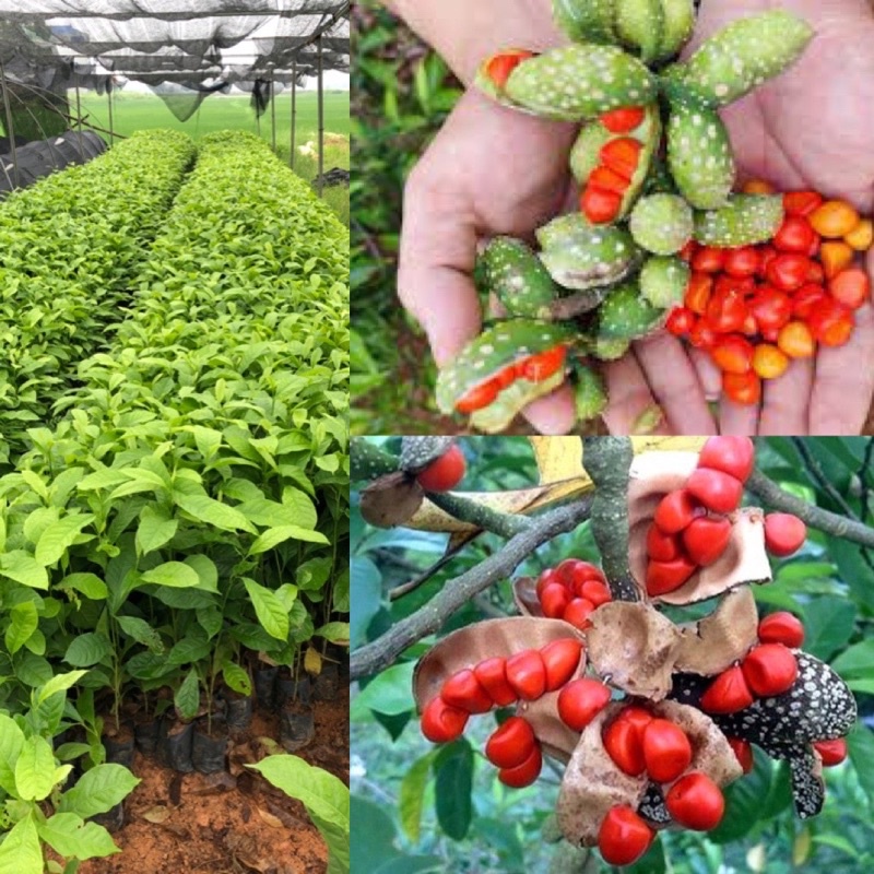 Cây dổi giống Ngagarden