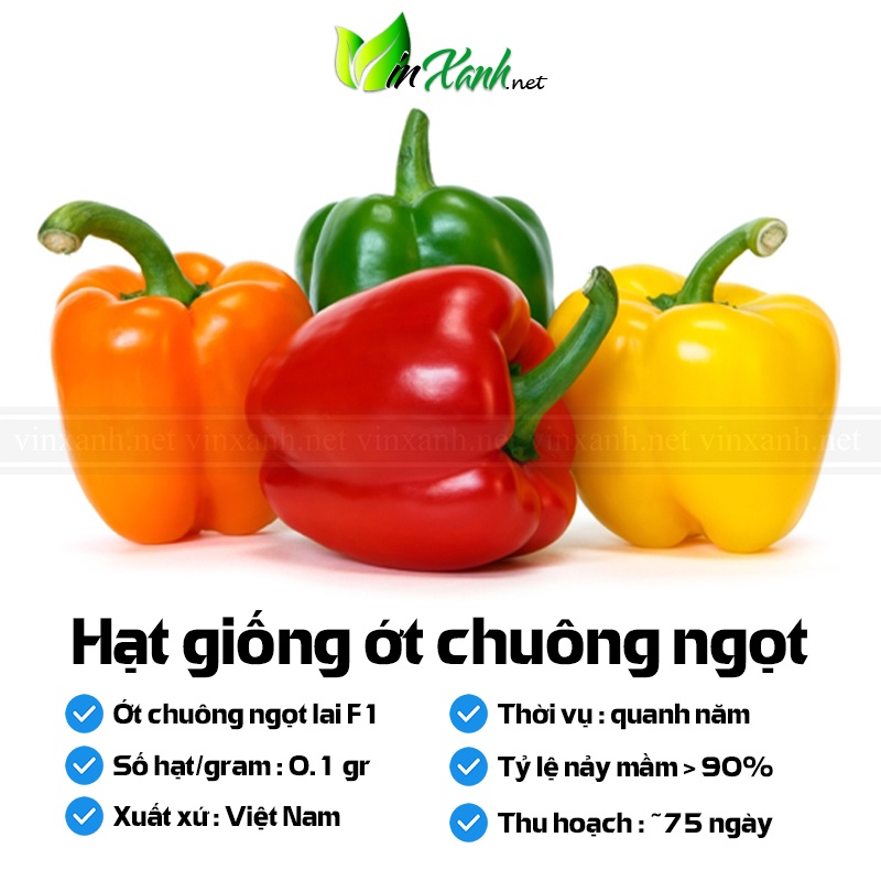Hạt giống ớt chuông ngọt lai F1 - NGUYÊN GÓI hàng Công ty tuyển chọn tỷ lệ nảy mầm cao