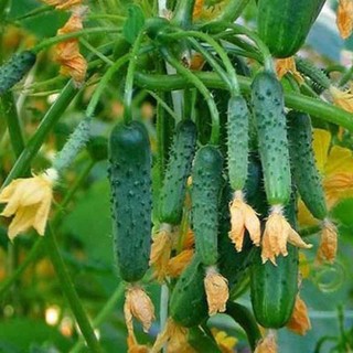 Dưa chuột chùm siêu trái - 5Hạt