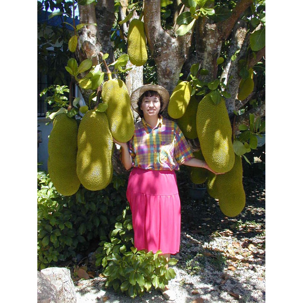 Cây giống mít trái dài Malaysia giống khỏe dễ trồng ít sâu bệnh năng suất cao trái siêu dài - QD06