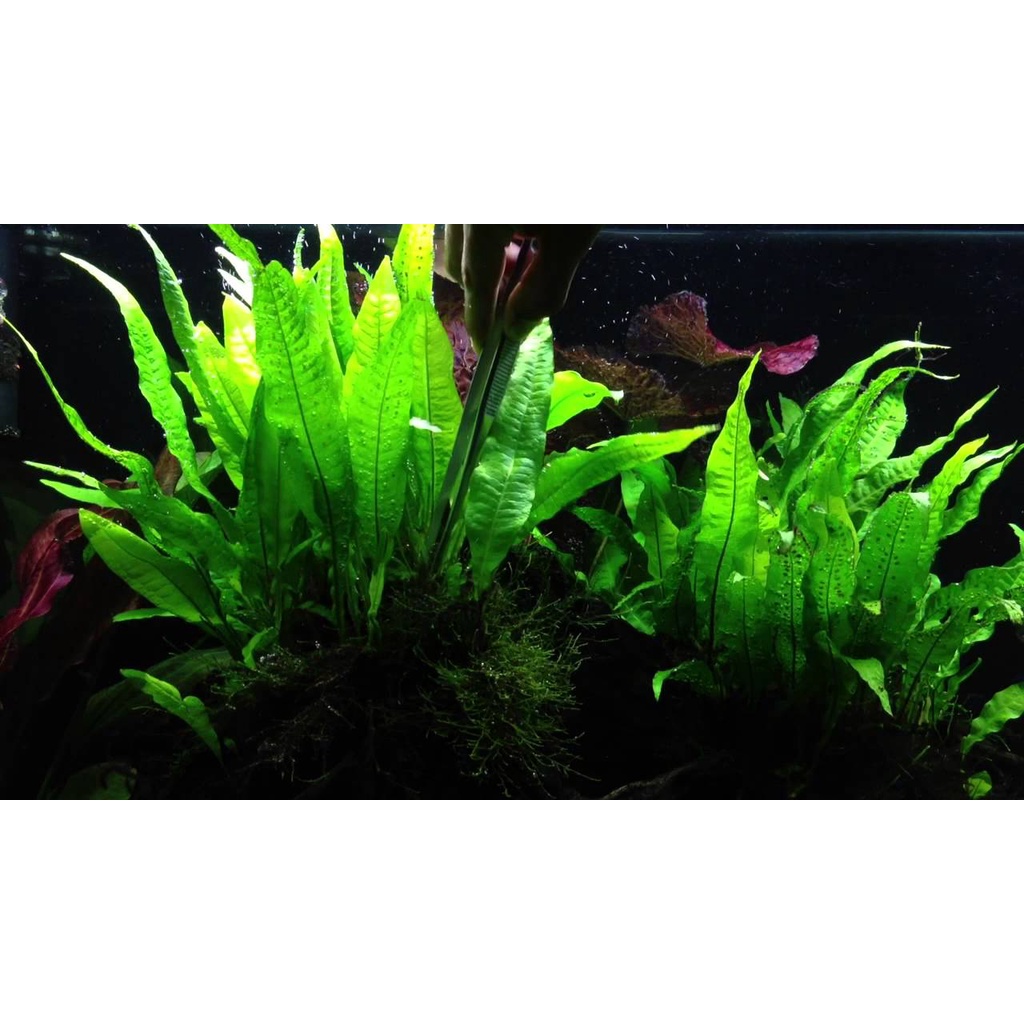 Cây Dương Xỉ  thủy sinh - cây thủy sinh dễ trồng không co2