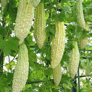 Hạt giống Khổ qua bạch tuyết ( khổ qua trắng  ) - gói  10 hạt