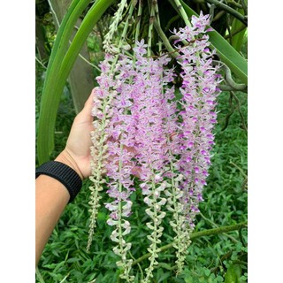 Lan rừng đuôi chồn