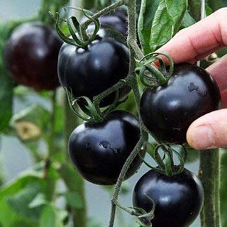 20H - HẠT GIỐNG CÀ CHUA CHERRY ĐEN