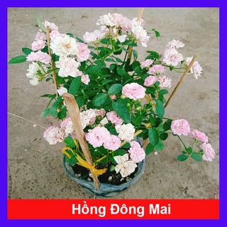 Cây hồng bạch trà - hồng đông mai