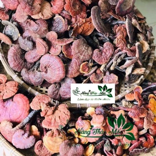 Nấm lim xanh tự nhiên