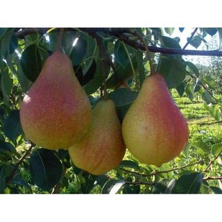 CÂY GIỐNG LÊ ĐỎ NAM PHI