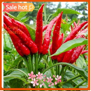 Hạt Giống Ớt Chỉ Thiên Phú Nông F1