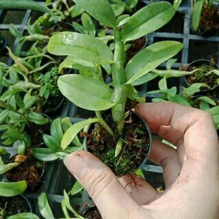 Trầm trắng giống