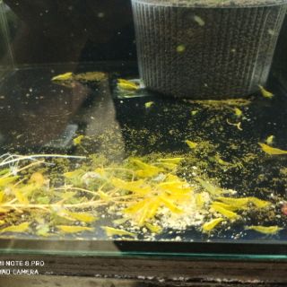 Thức ăn chuyên cho tép BENICHI