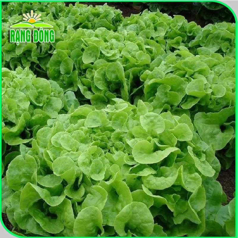 Hạt giống Xà Lách Sồi Xanh (Xà lách Oakleaf) sinh trưởng khỏe, trồng quanh năm (gói 2 gr) - Hạt giống Rạng Đông