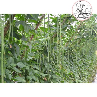 HẠT ĐẬU ĐŨA HẠT ĐEN, ĐẬU ĐŨA MÓNG CHIM - GÓI 20 GRAM