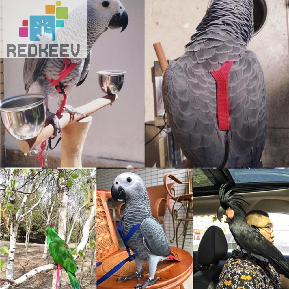 Dây Xích Huấn Luyện Vẹt Có Thể Điều Chỉnh Chống Bay