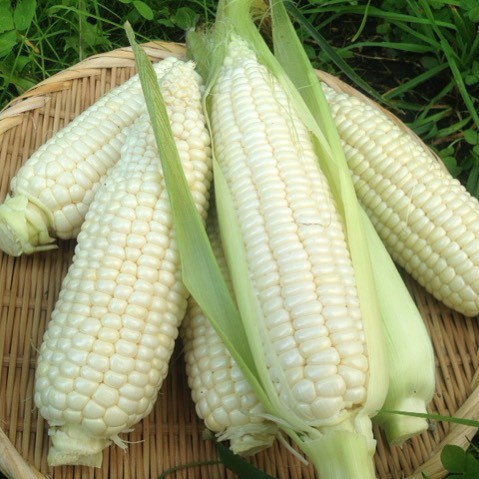500g Hạt giống bắp nếp nù năng suất cao giá rẻ