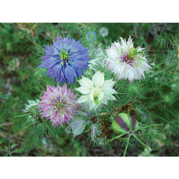 Hạt giống hoa Kim cương Nigella F1 Nga - bảo thạch ba tư
