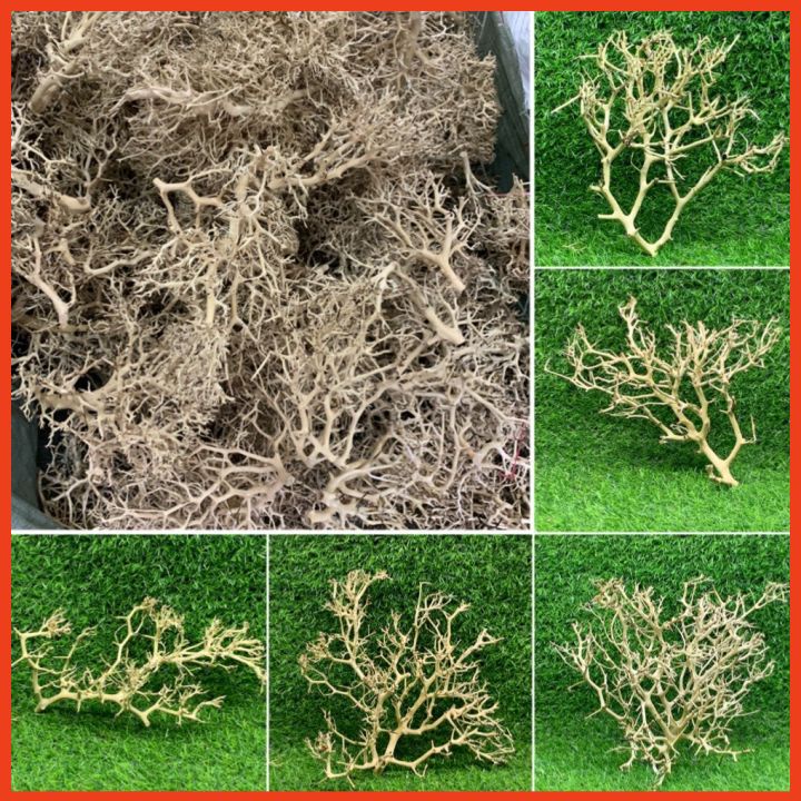50Gr Lũa Xương Chùm Tán Quýt - Dùng Làm Tán Bonsai Trong Bể Thủy Sinh