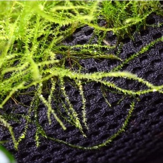 Vải giữ ẩm cho bán cạn, terrarium.