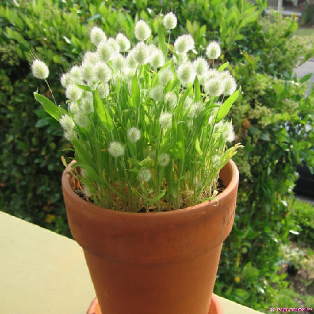 [GIÁ GỐC] Hạt Giống Cỏ Đuôi Thỏ - 0.2 gram