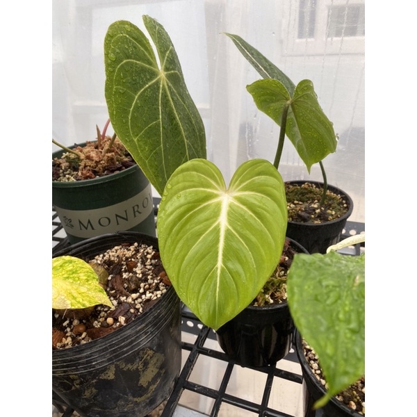Cây trầu bà Philodendron Gloriosum (bản đẹp)