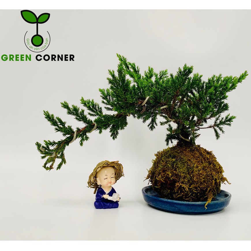 Cây Ngọa Tùng bonsai để bàn dáng thác đổ Cây cầu rêu Kokedama | Shopee ...