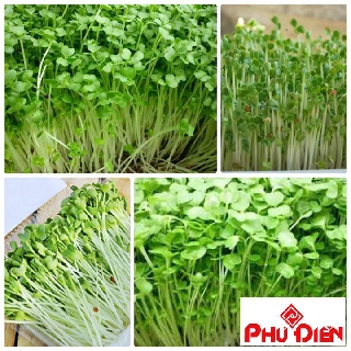 20 gram Hạt giống mầm rau cải mơ  PHÚ ĐIỀN