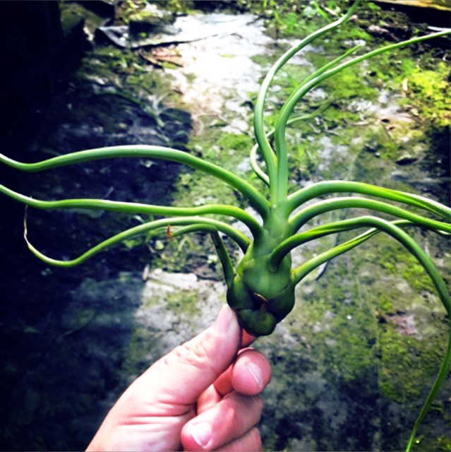 Cây không khí Tillandsia bulbosa