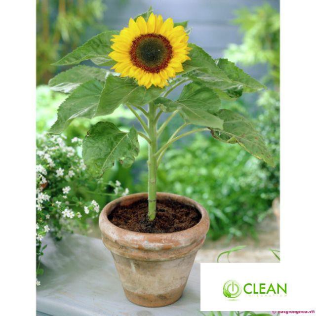 Gói 30 hạt giống Hoa Hướng Dương lùn vàng Bambino - Nanuseeds