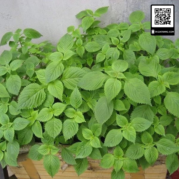 [Bán sỉ] - Hạt giống rau kinh giới