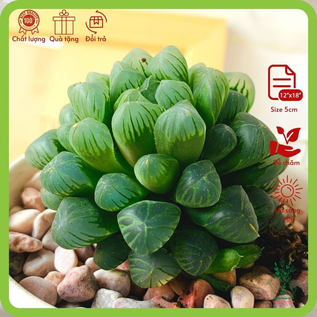 Sen đá kim cương haworthia cooperi lá hạt nhỏ (size 5cm, tặng đất trồng)